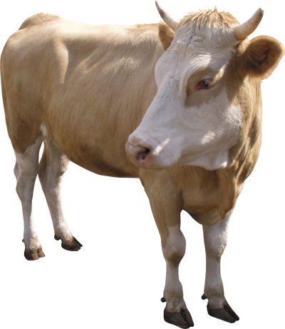 Download COW Free PNG transparent image and clipart