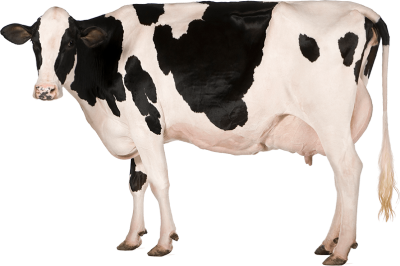 White Black Art Cow Png Photo Hd Free Download PNG Images