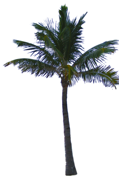 Date Palm Amazing Image Download PNG Images