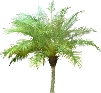 Date Palm Clipart PNG File PNG Images