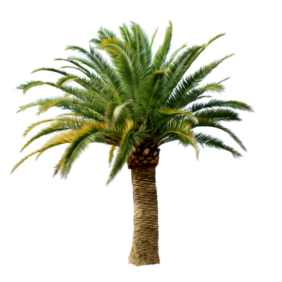 Date Palm PNG Vector Images with Transparent background - TransparentPNG