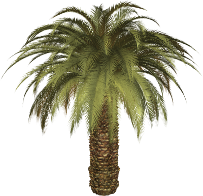Date Palm PNG Icon PNG Images