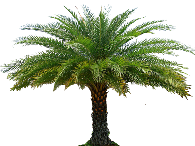 Date Palm PNG Vector Images with Transparent background - TransparentPNG