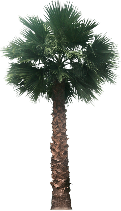 Download DATE PALM Free PNG transparent image and clipart