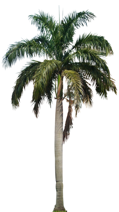 Tropical Plant, Date Palm Images PNG PNG Images