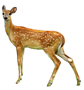 Nice Female Deer, Doe Picture PNG Images