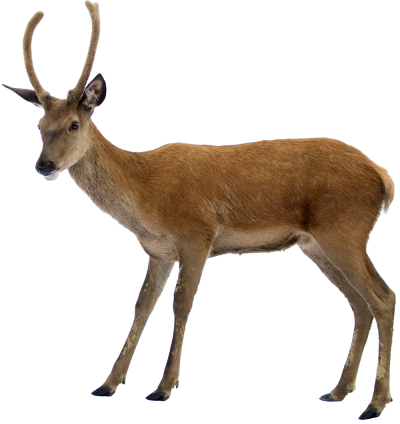 Deer Female Png PNG Images