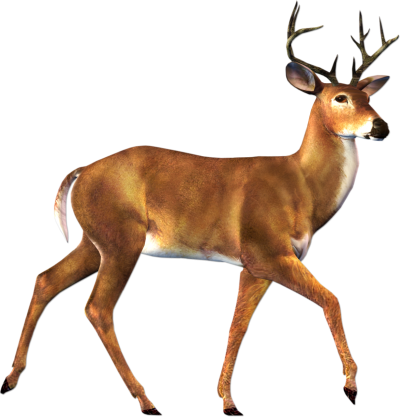 Deer Clipart PNG File PNG Images