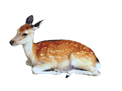 Deer Baby PNG PNG Images