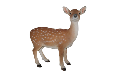 Baby Deer HD Photo Png PNG Images