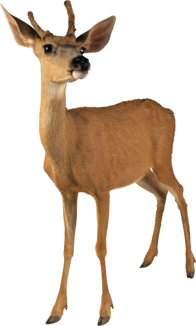 Doe, Deer Female, Images PNG PNG Images