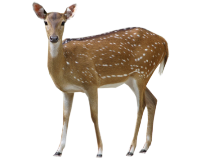 Doe, Deer Female PNG Picture PNG Images