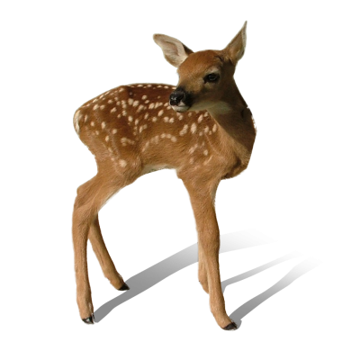 Animals, Baby Deer Transparent Image PNG Images