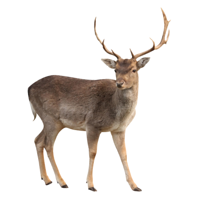 Horned Deer Photo PNG Images