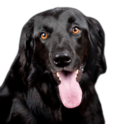 Clipart Photos Black Dog PNG PNG Images