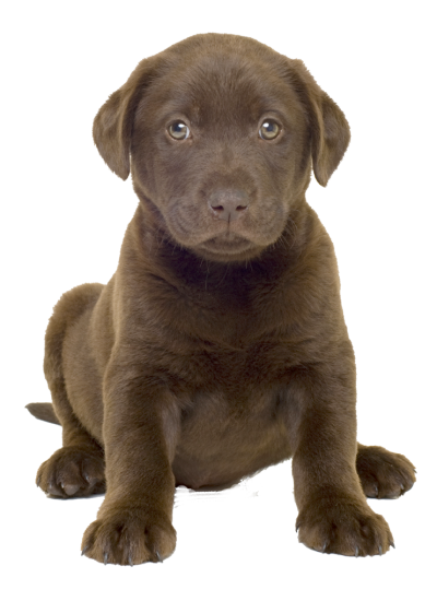 Cute Dog Best Png PNG Images