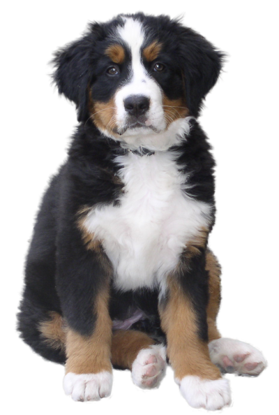 Cute Dog Clipart PNG Images