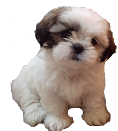 Cute Dog Picture PNG Images