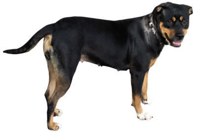 Dog Png PNG Images