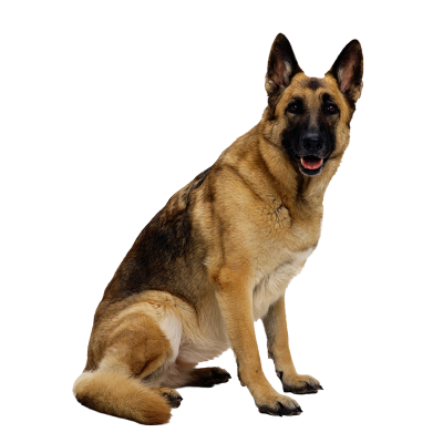 Dog Png 19 PNG Images