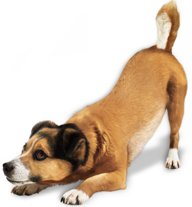 File Clipart PNG Dog PNG Images