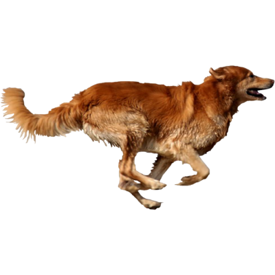 Running Dog PNG Picture PNG Images