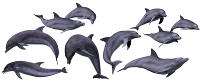 Small Dolphin Hd Png Transparent PNG Images