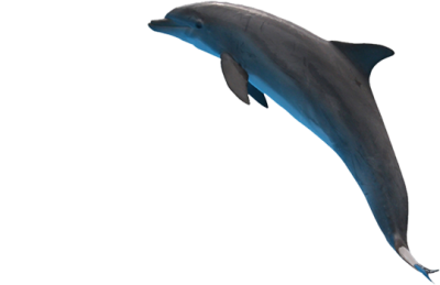 Water, Sea, Fishes, Live, Dancing Dolphin Transparent Png PNG Images