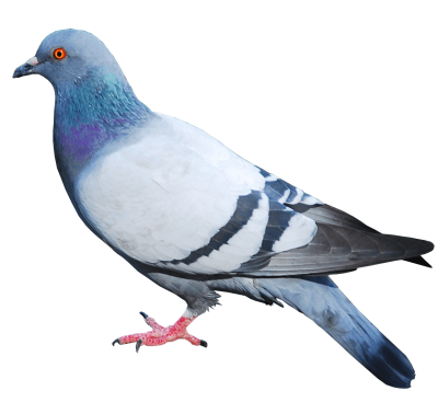 Classic Blue White Dove Hd Png PNG Images
