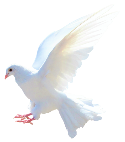 Download DOVE Free PNG transparent image and clipart
