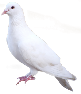 Standing White Dove Png Free PNG Images