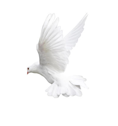 Download DOVE Free PNG transparent image and clipart