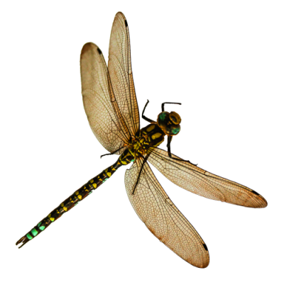 Download DRAGONFLY TATTOOS Free PNG transparent image and clipart
