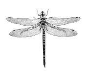 Dragonfly Tattoos Image HD PNG Images