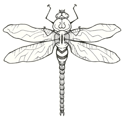 Icon PNG Dragonfly Tattoos PNG Images