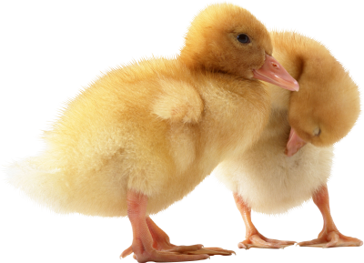 Duck Vector PNG Images