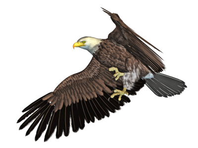 Eagle HD Photo Png PNG Images
