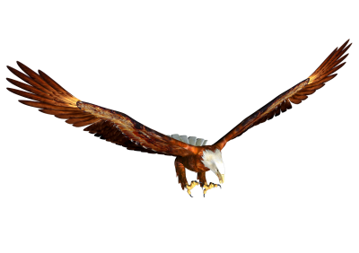 Eagle Clipart HD PNG Images