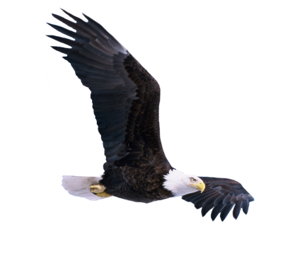 Eagle Free PNG PNG Images