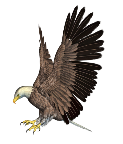Eagle Clipart Photo PNG Images