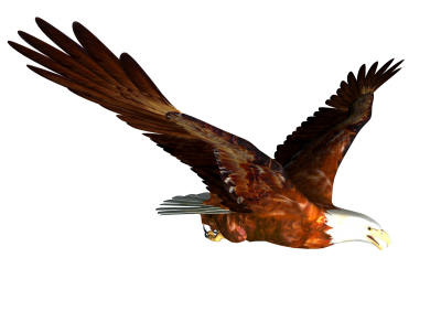 Eagle Photos PNG Images