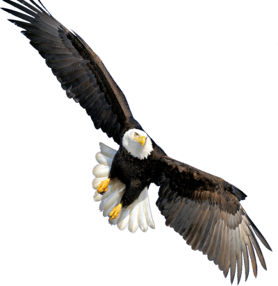 Eagle Vector PNG Images