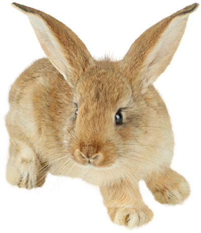 Easter Bunny Hd Image PNG Images