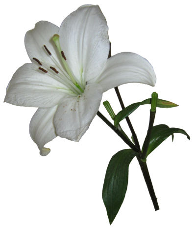 Easter Flower HD Photo Png PNG Images