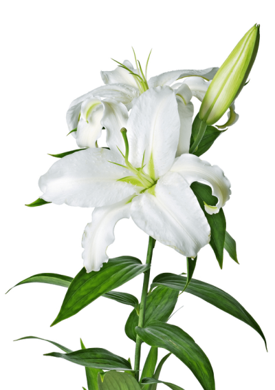 Easter Flower Cut Out PNG Images