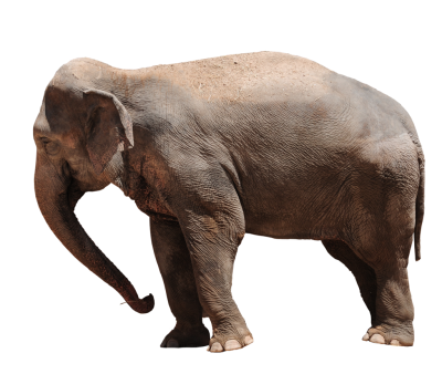Elephant Amazing Image Download PNG Images