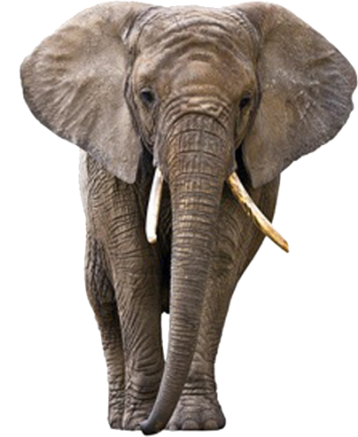 Elephant Amazing Image Download 4 PNG Images