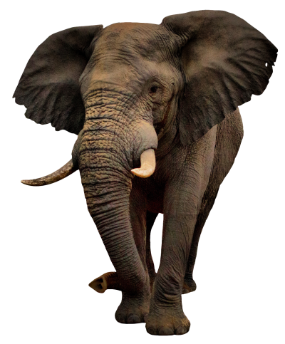 Elephant Free PNG PNG Images