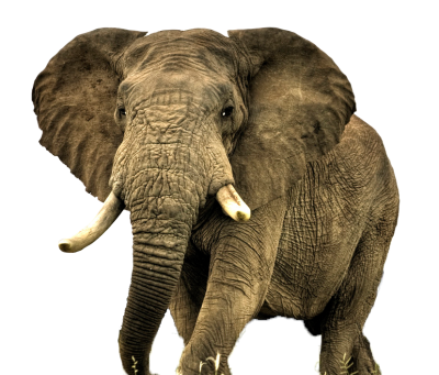 Elephant High Quality PNG PNG Images