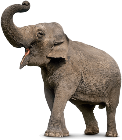 Elephant Png 11 PNG Images